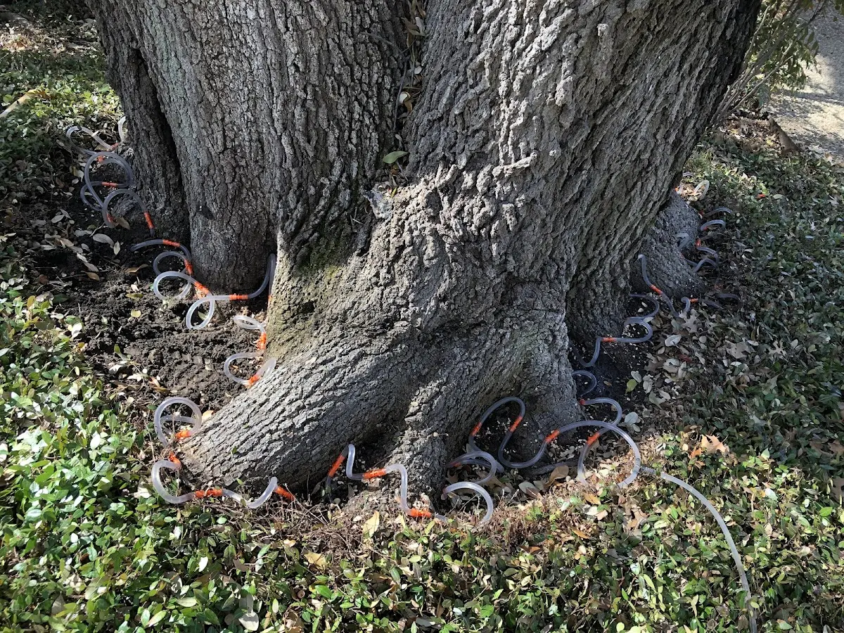Detailed Tree Cabling and Bracing job site in Herron