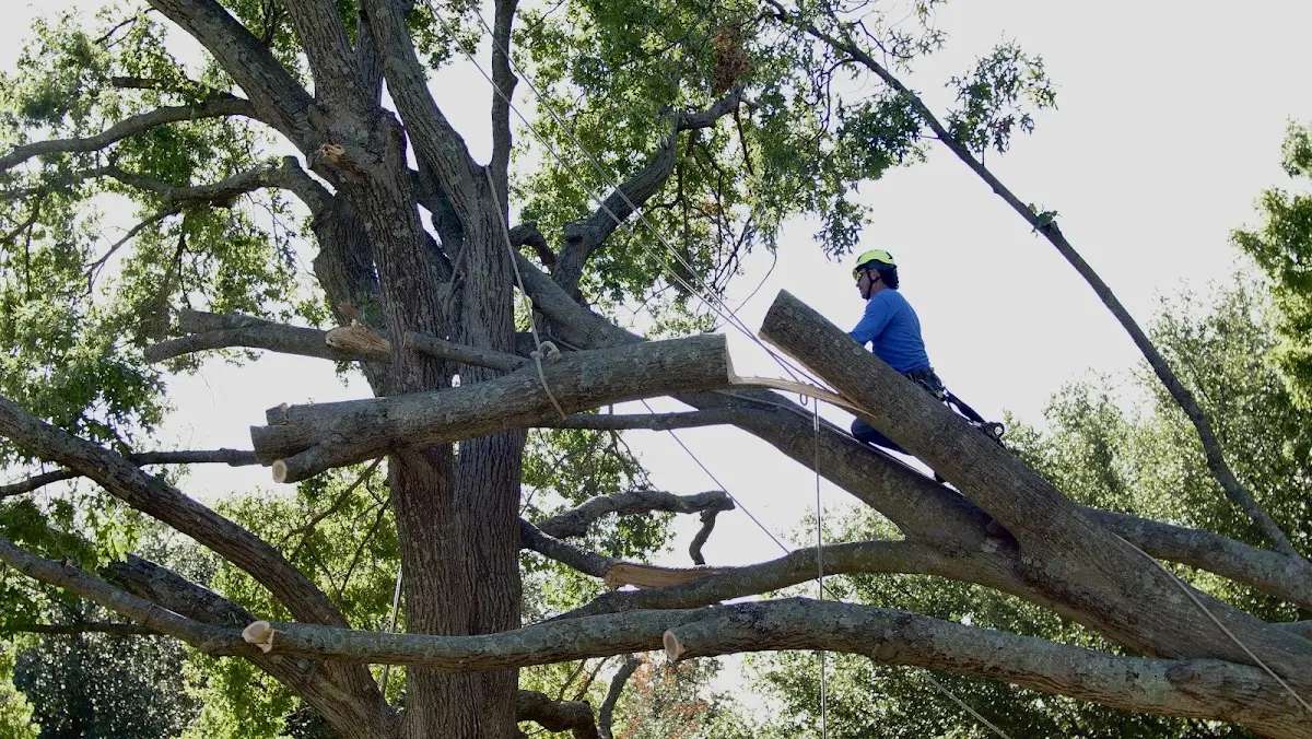 Professional Crown Thinning performed by certified arborists in Herron