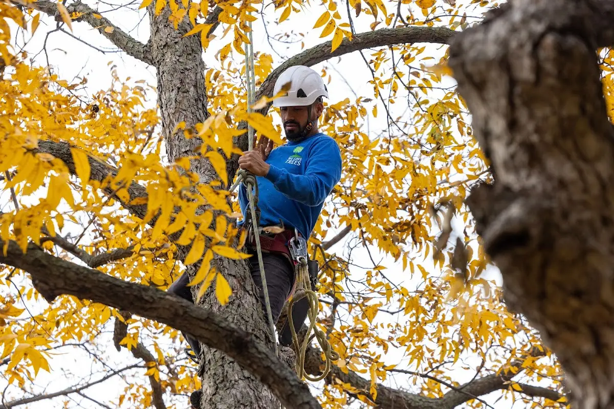Skilled Storm Damage Cleanup crew working in Herron